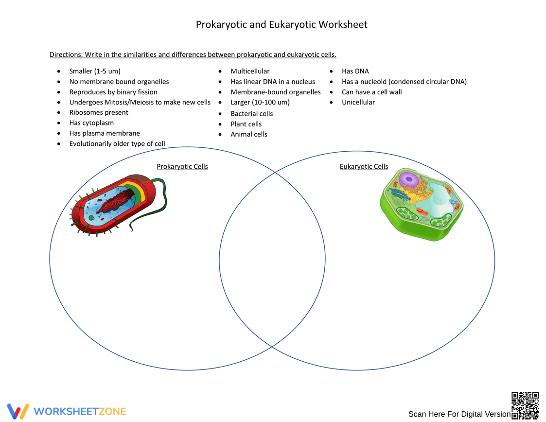 Prokaryotic vs Eukaryotic Cells Worksheet - Page 1