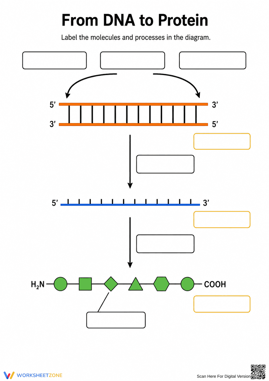 Grade 9 DNA to Protein — Printable No-Prep Worksheet - Page 1