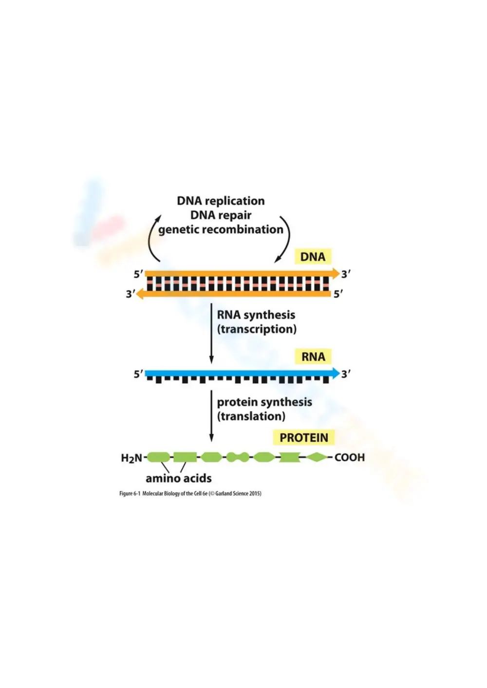 From DNA to Protein - Page 1
