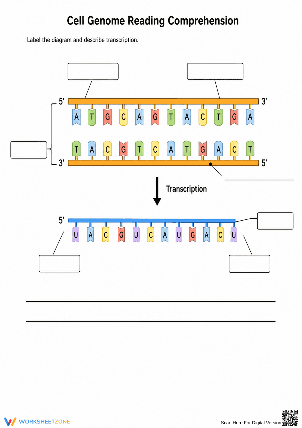 Essential DNA Transcription Worksheet | Grade 9-12 Biology - Page 1