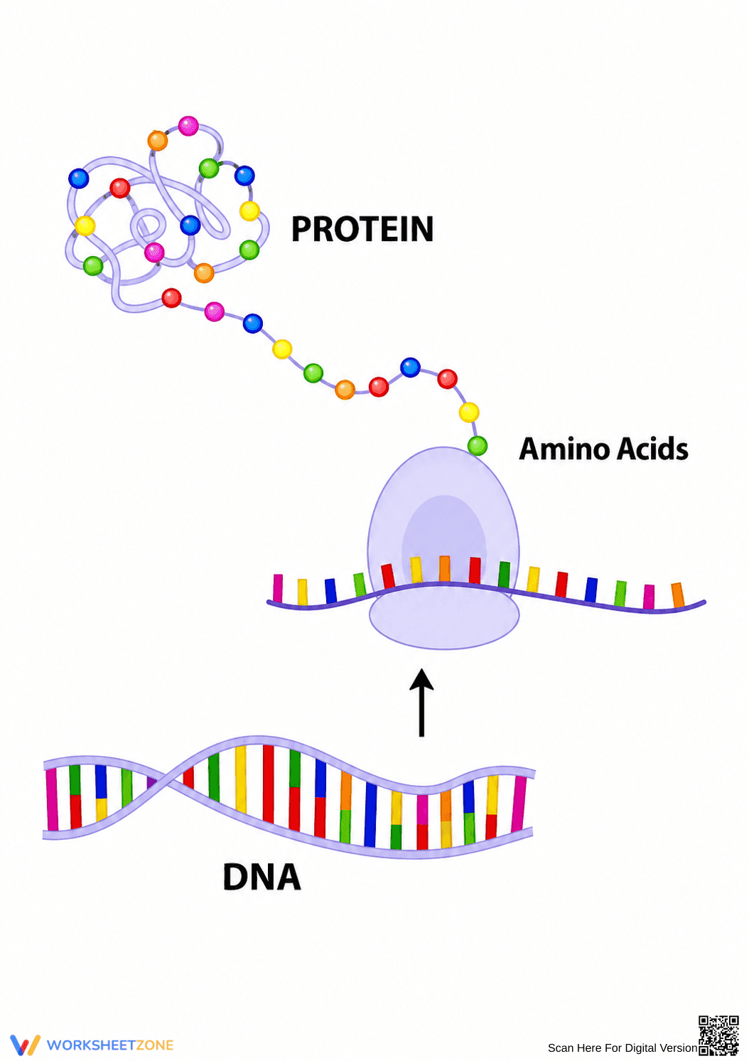 Protein Synthesis Diagram | Grade 9-12 Biology Printable - Page 1