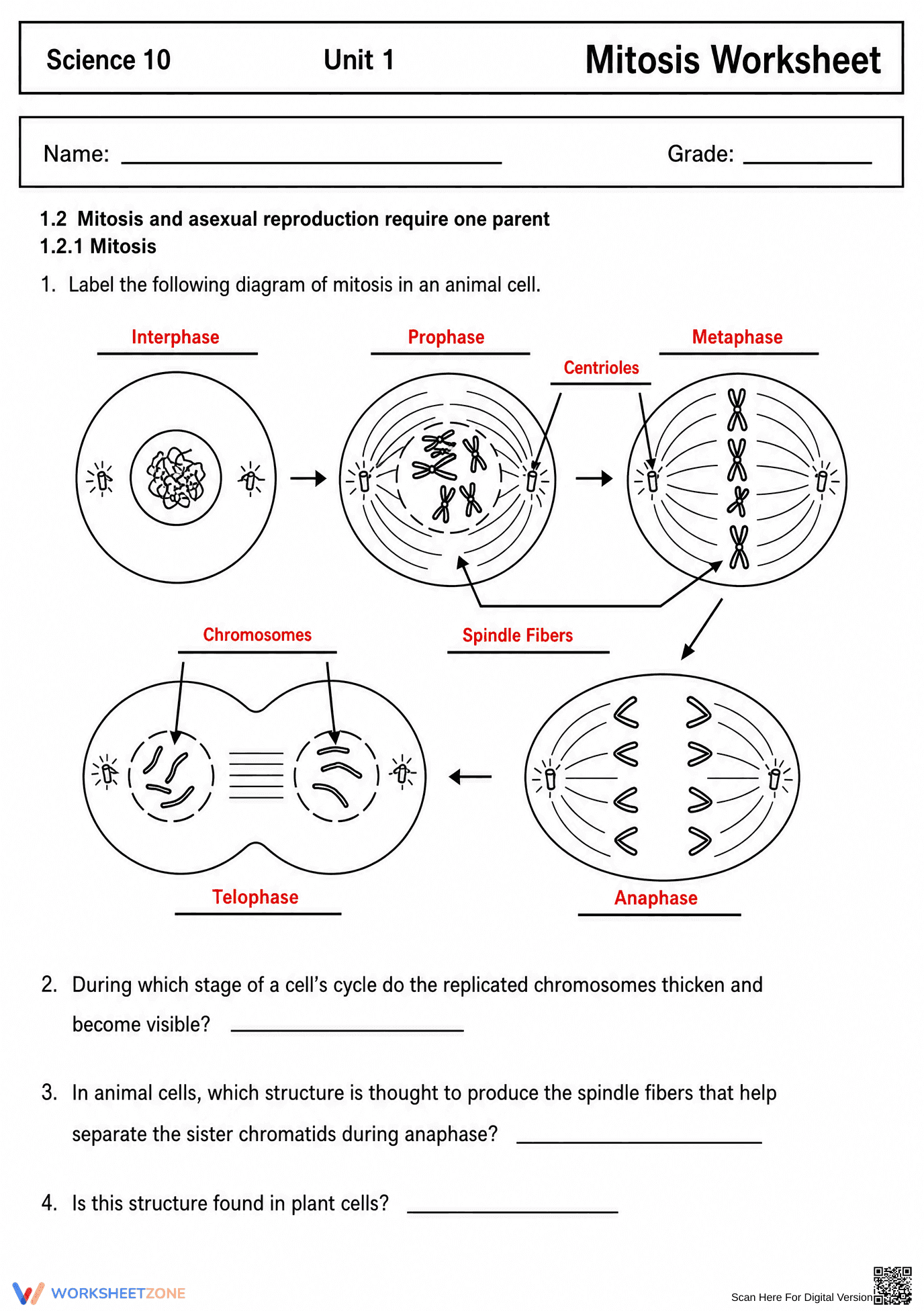 Printable Mitosis Stages Worksheet | Grade 10 Biology - Page 1