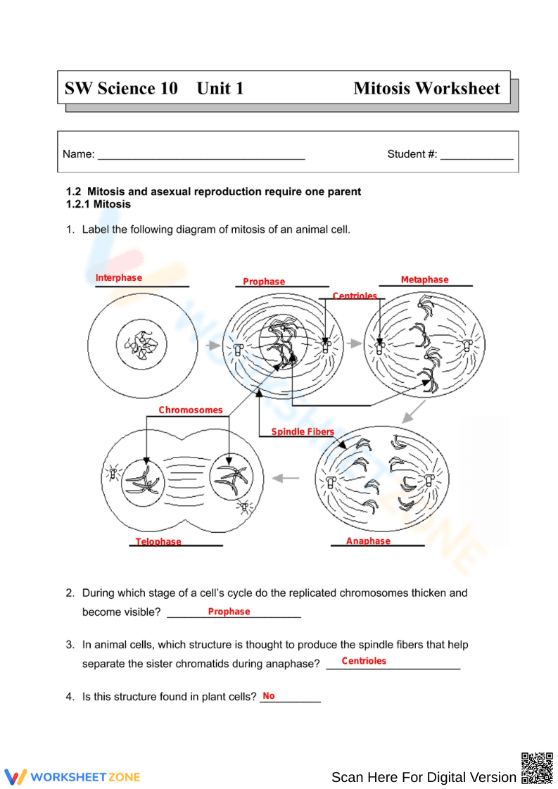 Mitosis Stages Worksheet | Essential Grade 10 Biology - Page 1