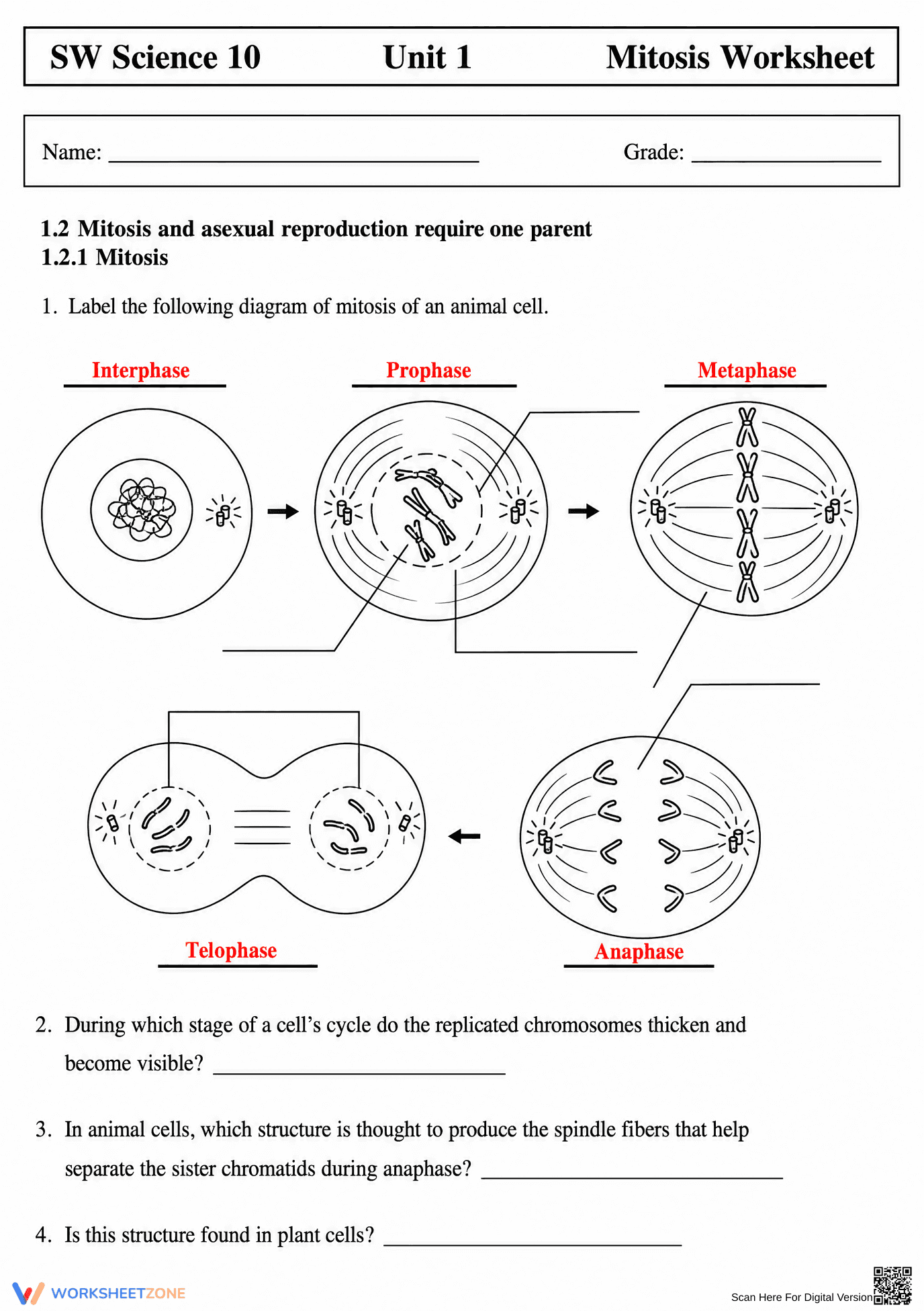 Mitosis Phases Worksheet | Grade 9-12 Essential - Page 1