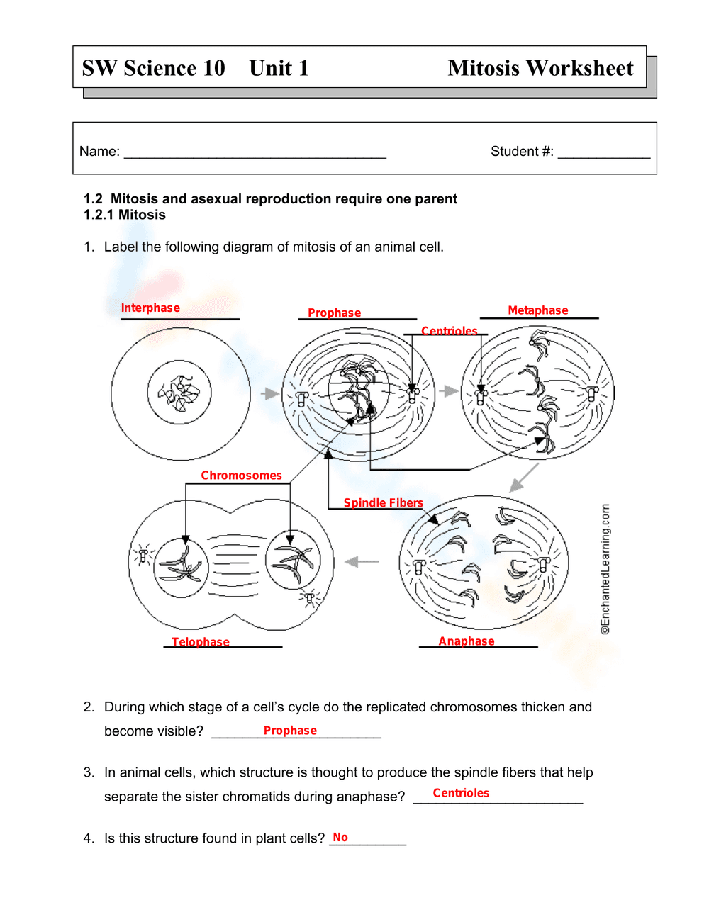 Mitosis Phases - Page 1