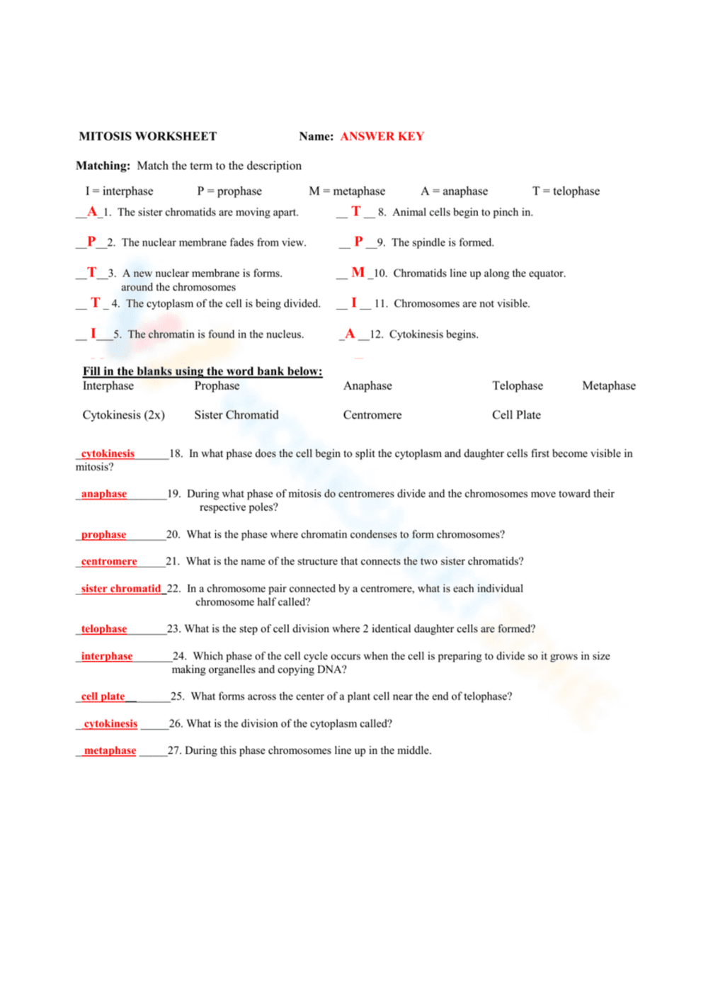 Phases of Mitosis Worksheet - Page 1