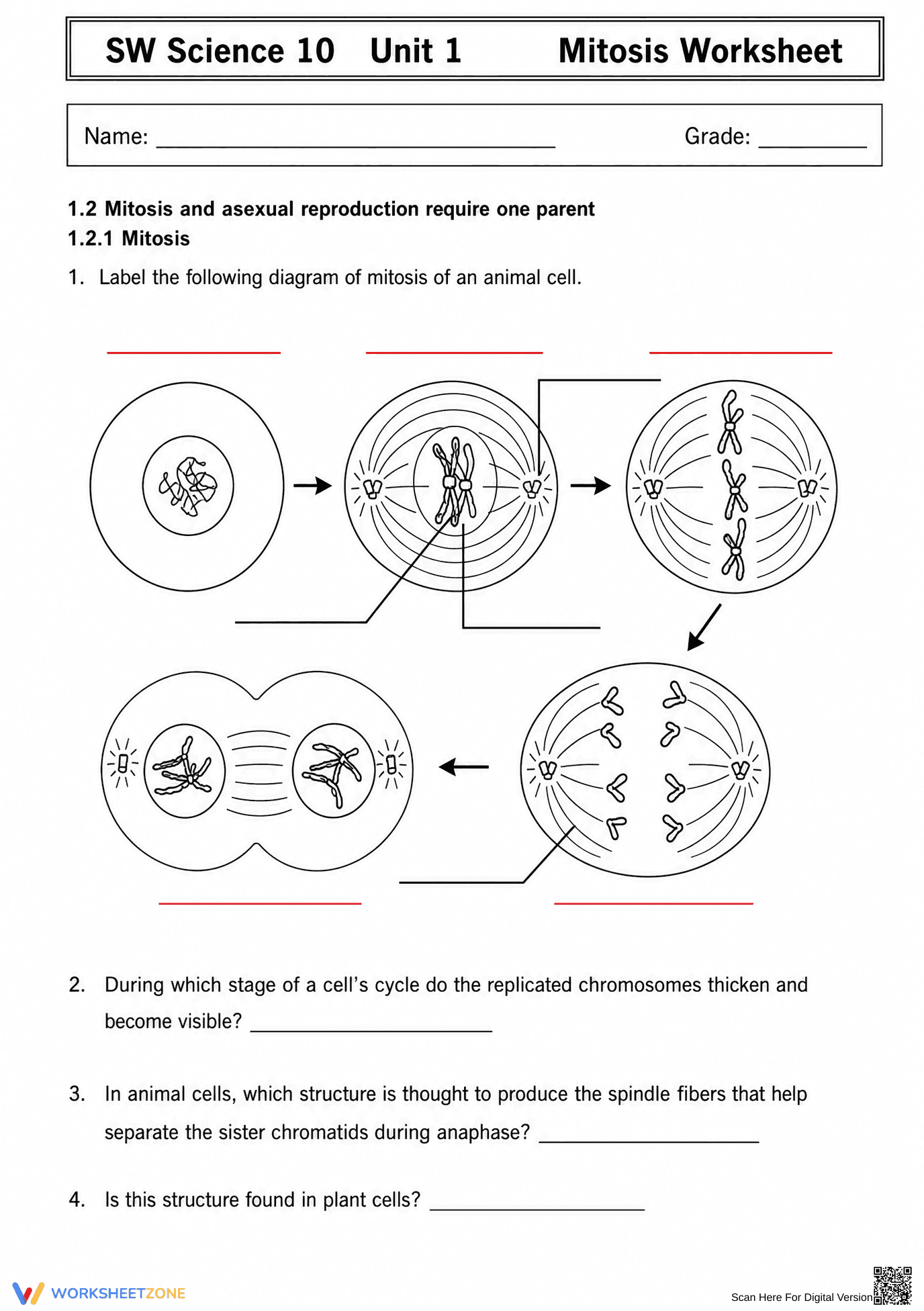 Mitosis Practice Worksheet | Grade 9-12 Essential - Page 1