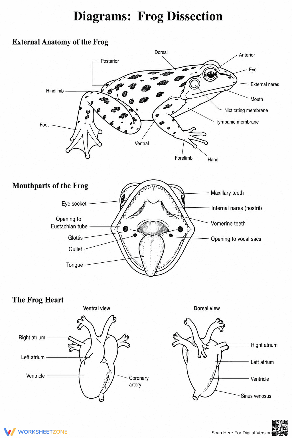Essential Frog Dissection Diagrams | Grades 7-12 - Page 1