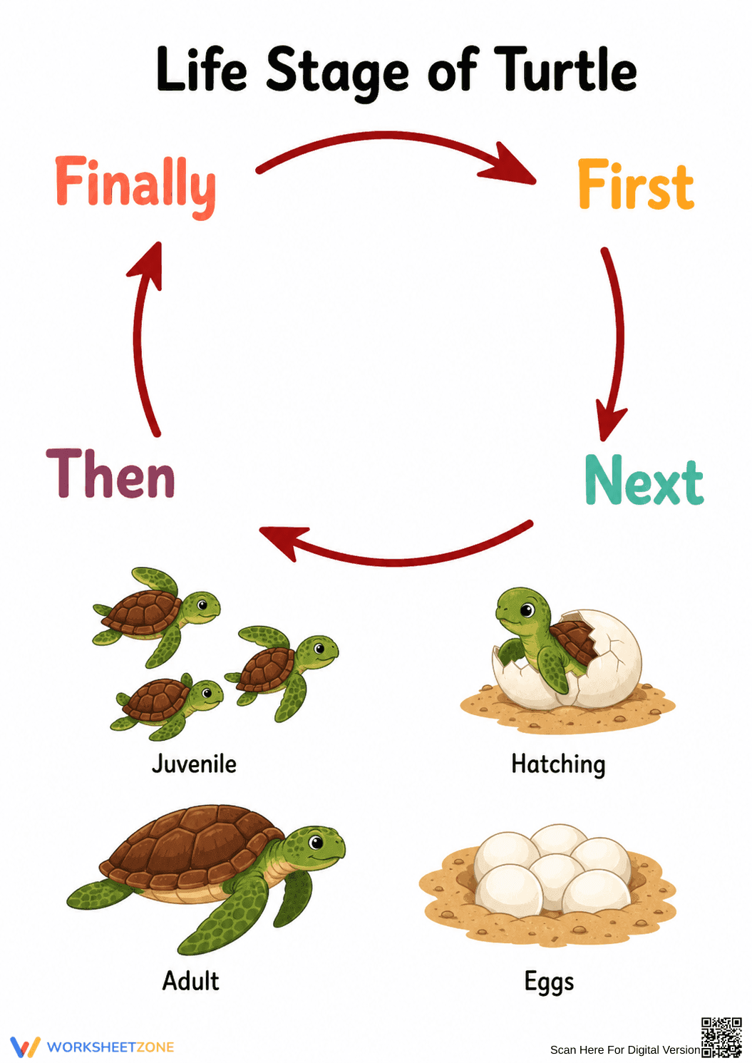Turtle Life Cycle Worksheet | Essential Grade 6 Science - Page 1