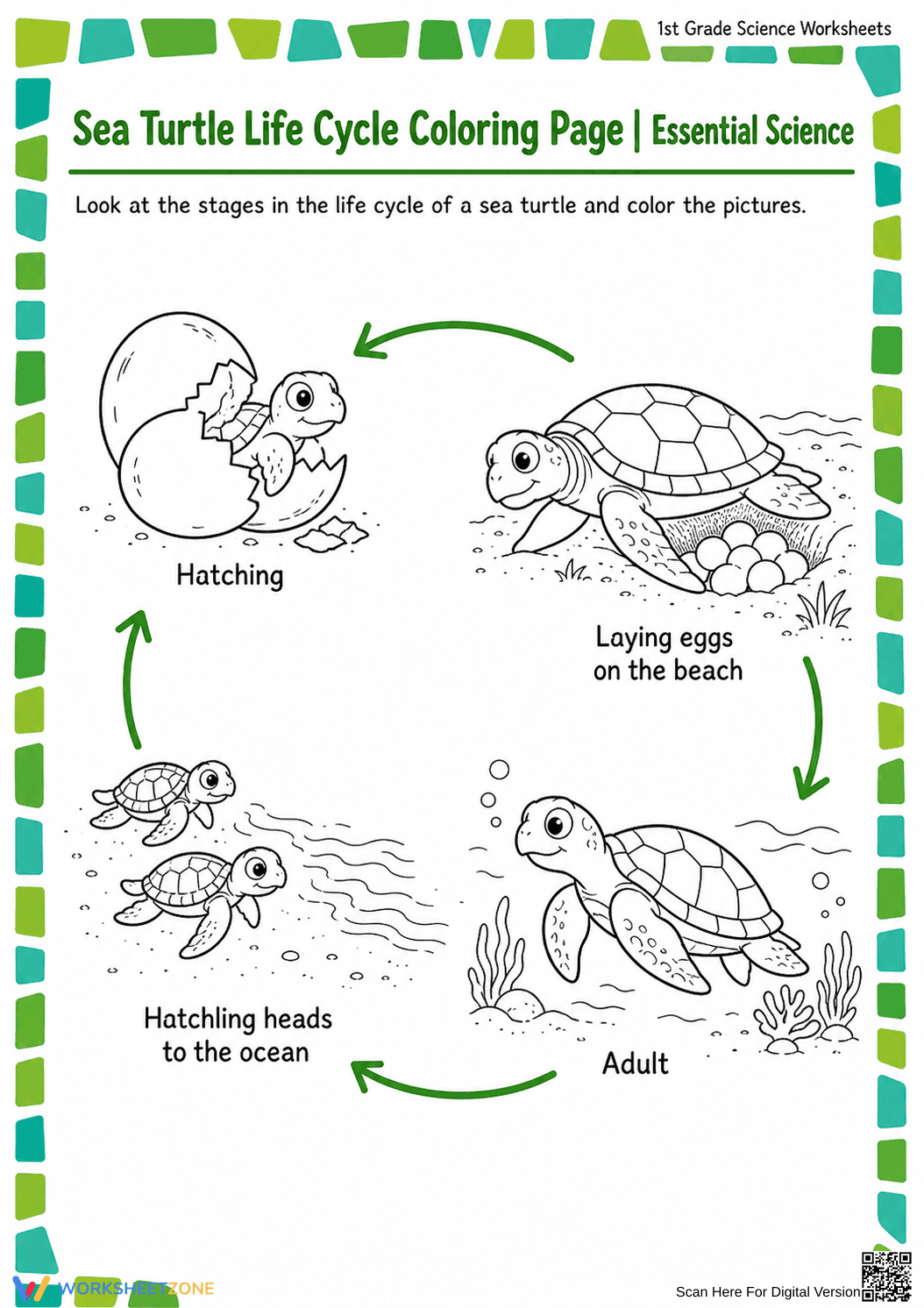 Grade 1 Sea Turtle Life Cycle — Printable No-Prep Worksheet - Page 1