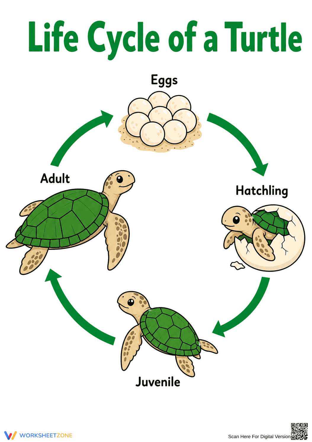 Turtle Life Cycle Worksheet | Essential Grade 3 Science - Page 1