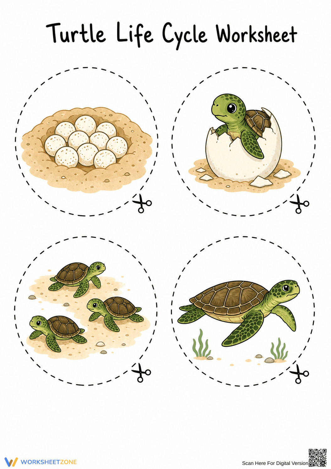 Grade 3 Turtle Life Cycle — Printable No-Prep Worksheet - Page 1