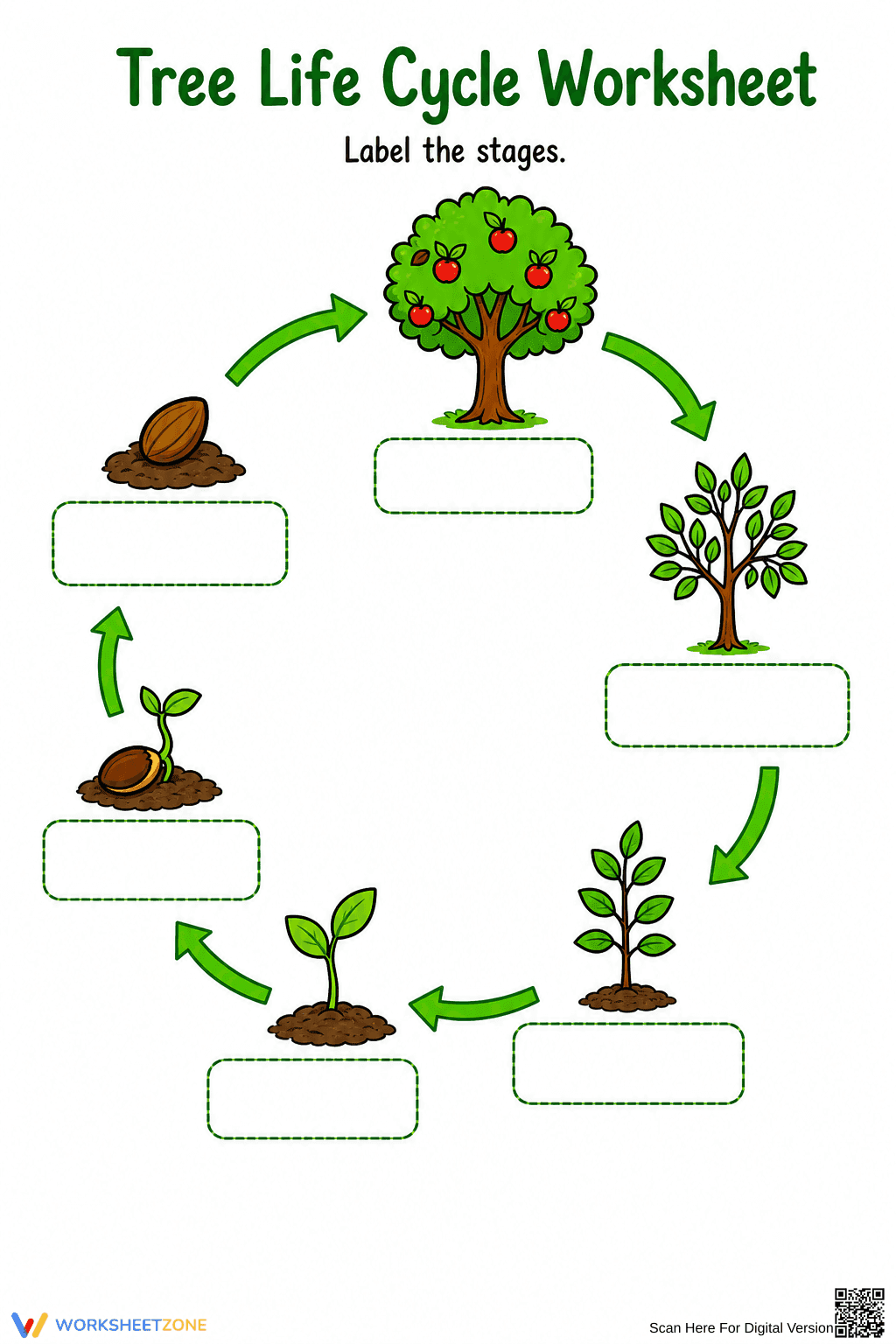 Tree Life Cycle Worksheet | Grade 3 Printable - Page 1