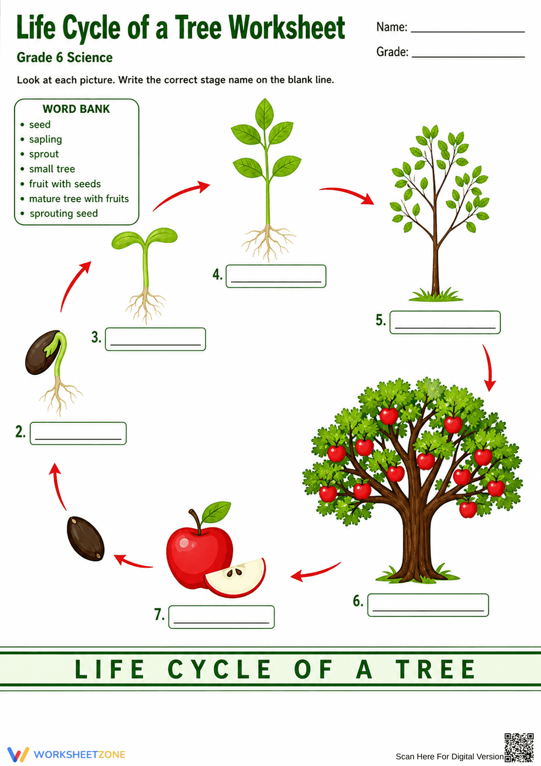 Grade 6 Tree Life Cycle — Printable No-Prep Worksheet - Page 1