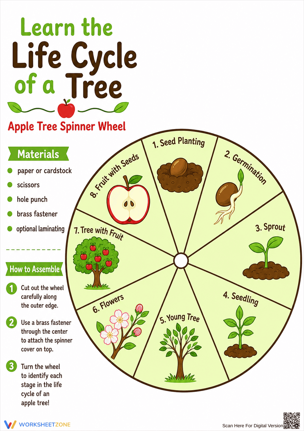 Apple Tree Life Cycle Wheel | Essential Grade 1 Science - Page 1