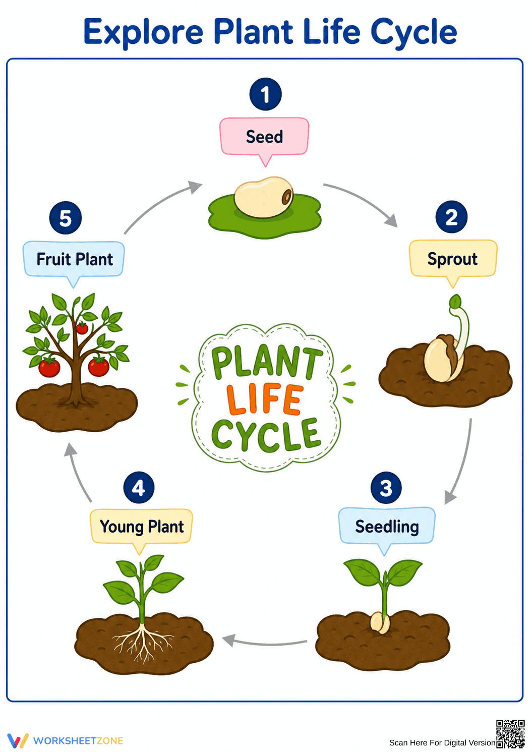 Printable Plant Life Cycle Diagram | Grade 3 Science - Page 1