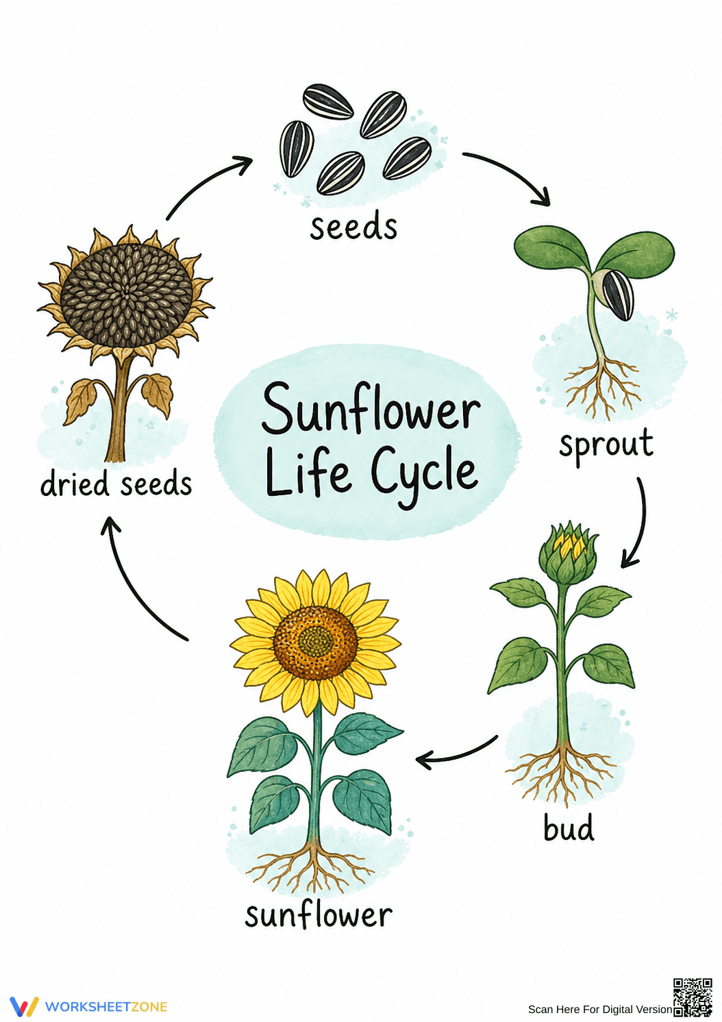 Printable Sunflower Life Cycle Worksheet | Grade 3 Science - Page 1