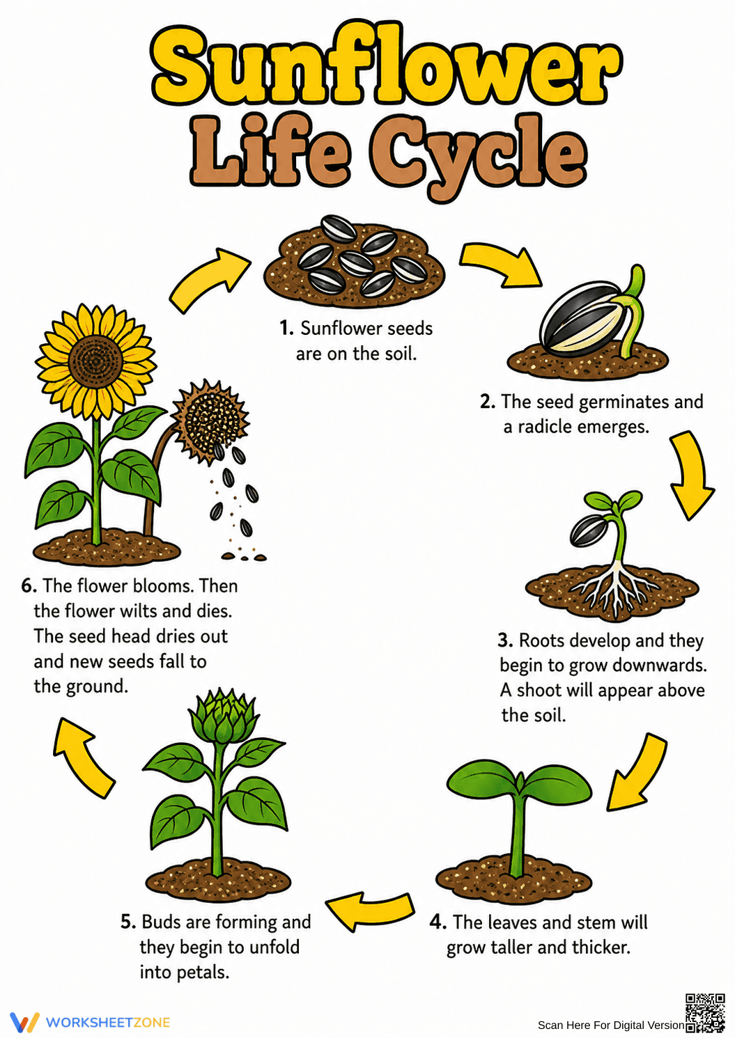 Sunflower Life Cycle Worksheet | Essential Grade 6 Science - Page 1