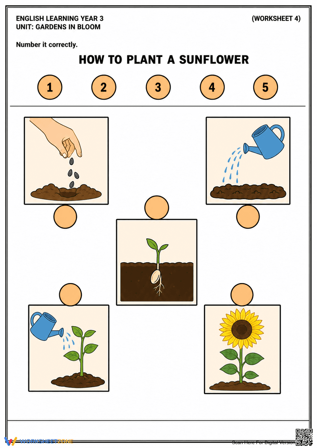 Sunflower Life Cycle Worksheet | Printable Grade 3 Science - Page 1