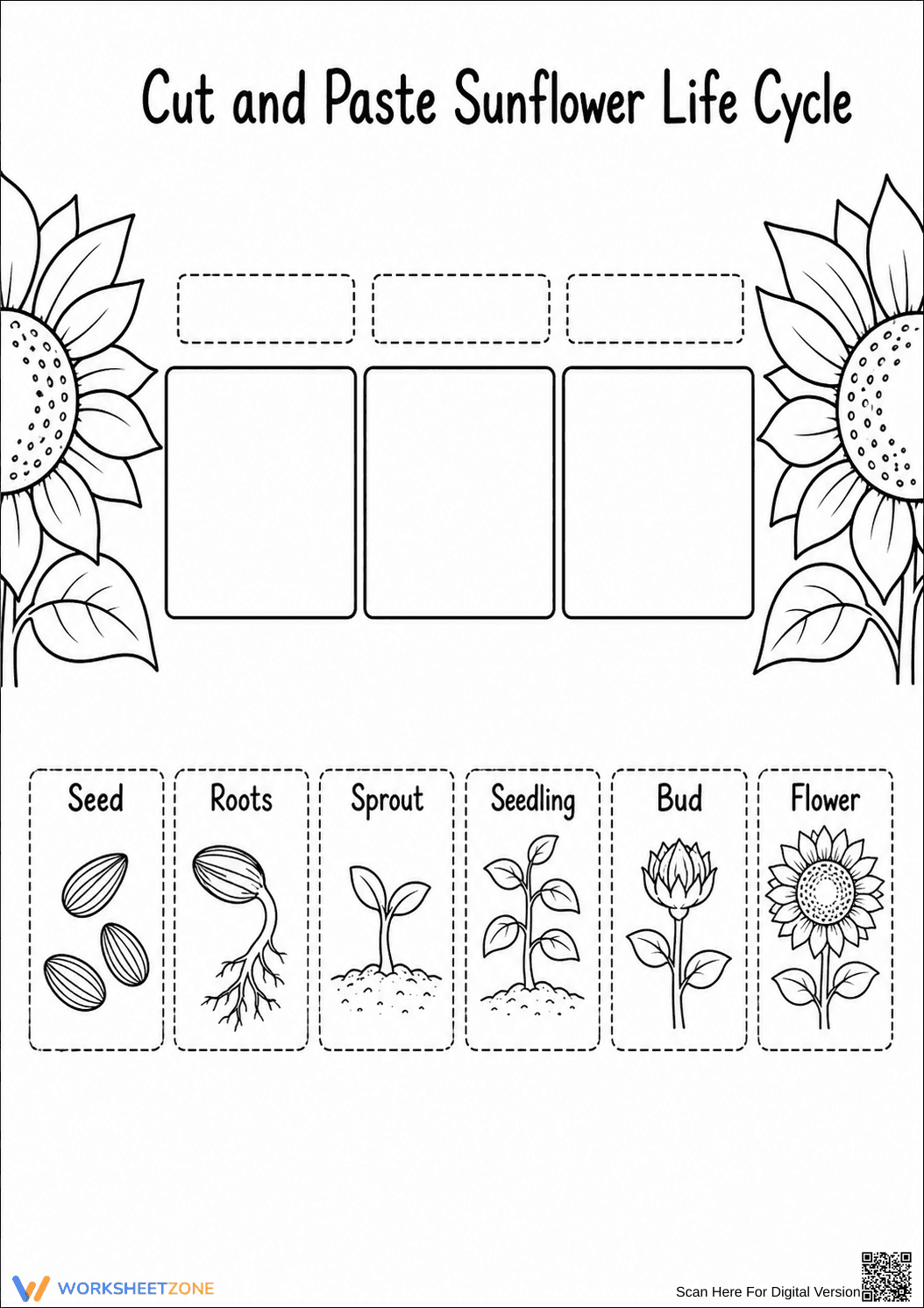 Essential Sunflower Life Cycle Worksheet | Grade 1 - Page 1