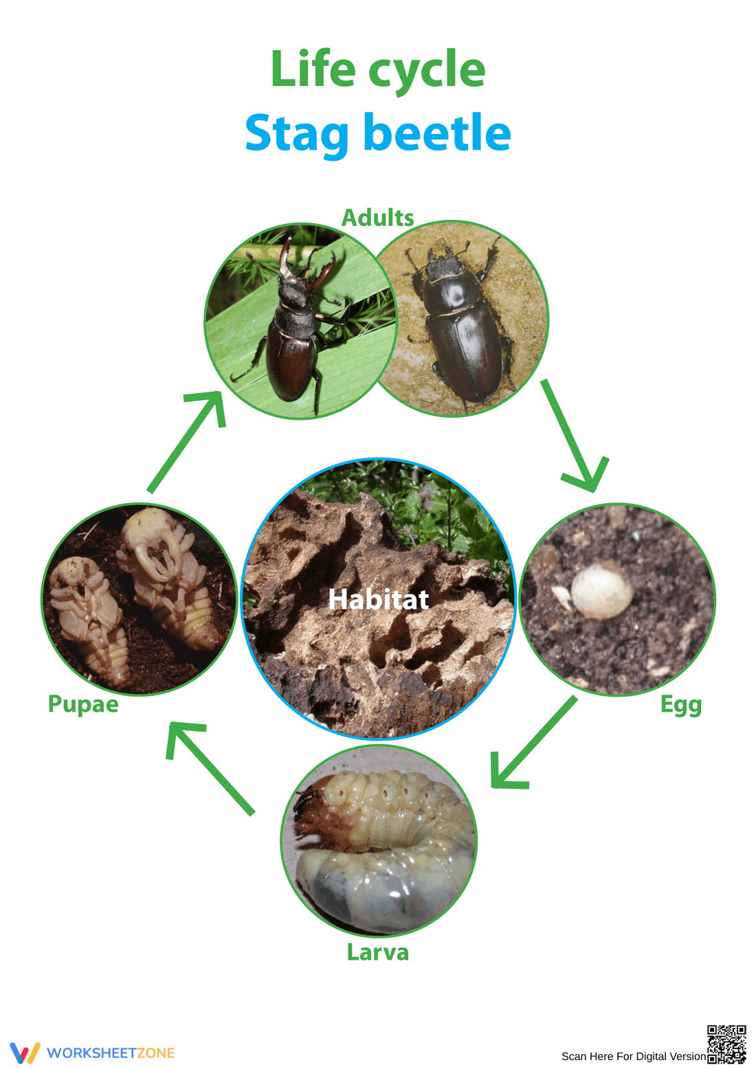 Stag Beetle Life Cycle Worksheet | Essential Science - Page 1