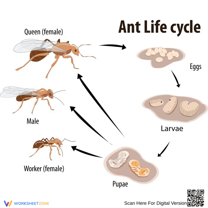 Explore the Ant Life Cycle Worksheet - Page 1
