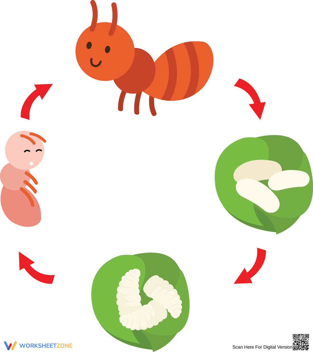 Ant Life Cycle: A Cute Learning Worksheet - Page 1