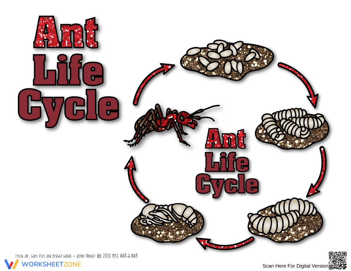 Explore the Ant Life Cycle with this Worksheet - Page 1