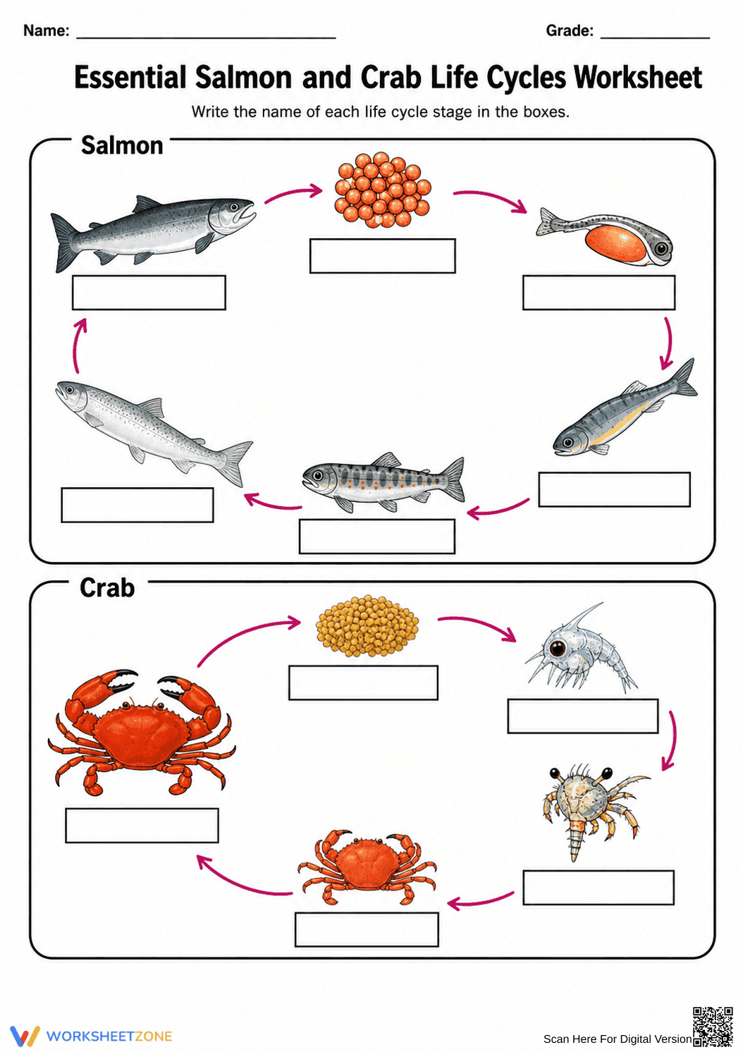 Grade 6 Animal Life Cycles — Printable No-Prep Worksheet - Page 1