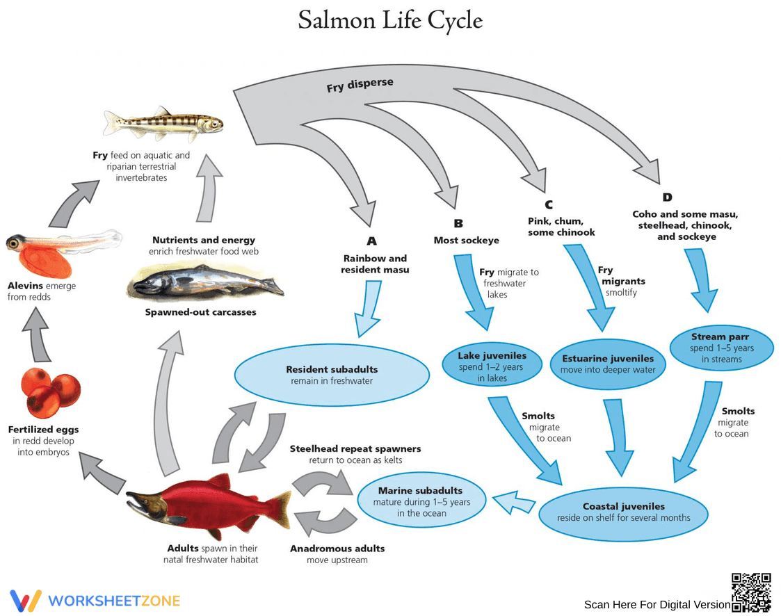 Salmon Life Cycle: An Educational Journey - Page 1