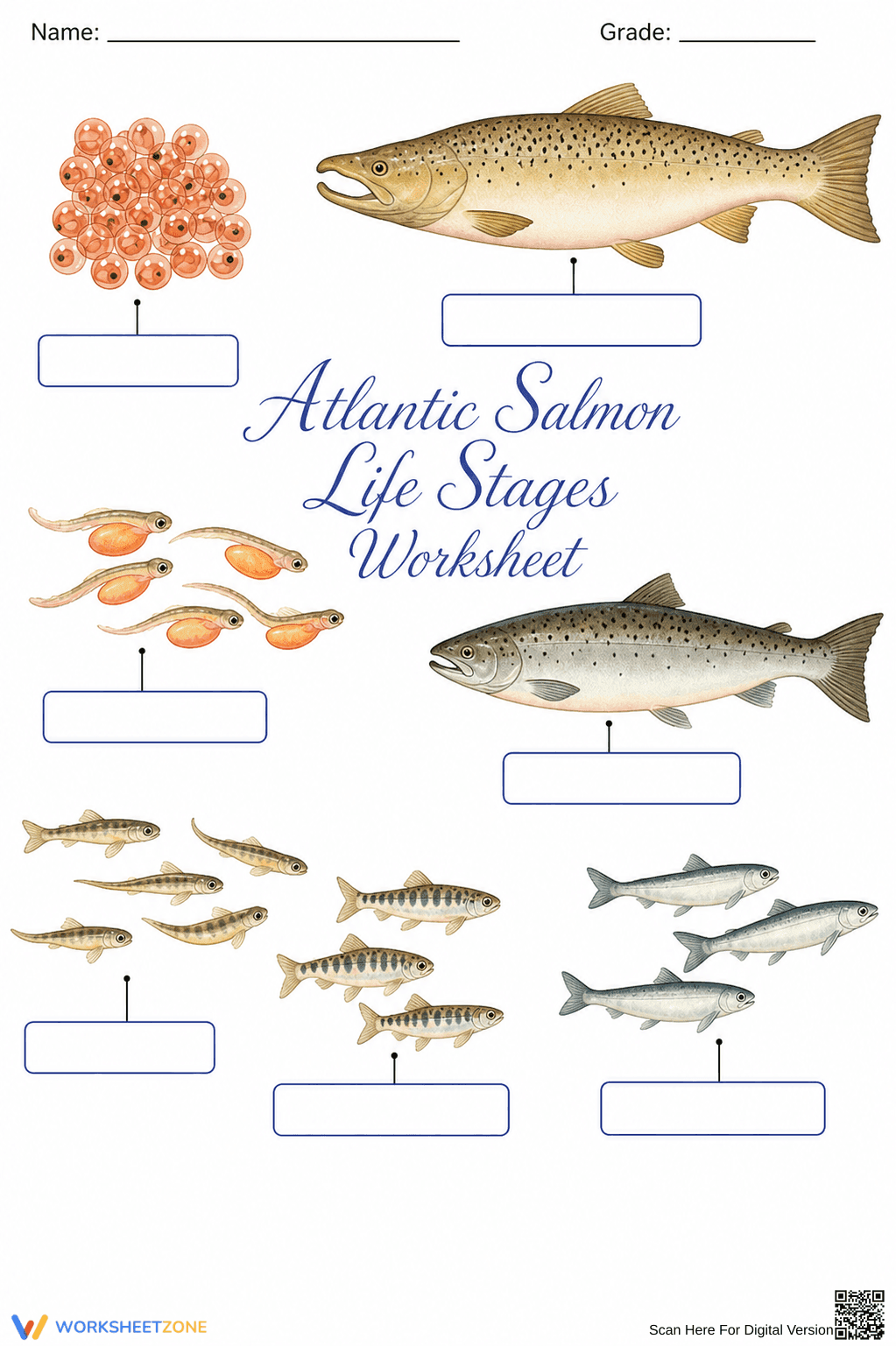 Grade 6 Salmon Life Cycle — Printable No-Prep Worksheet - Page 1