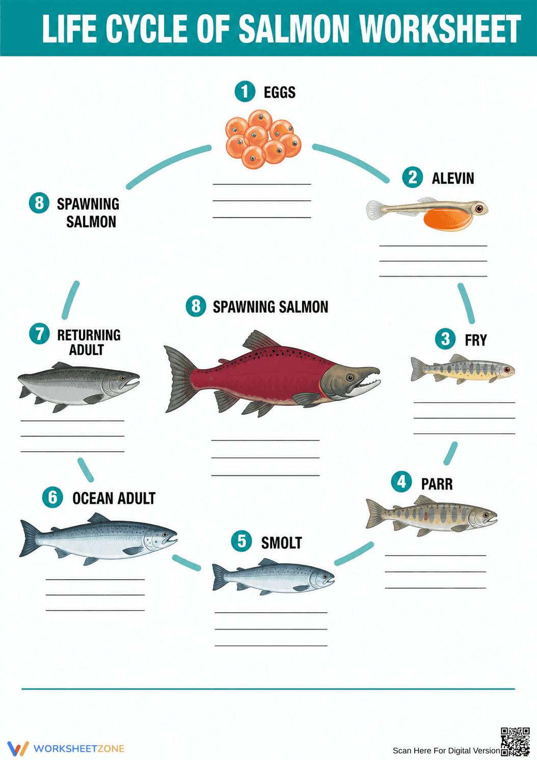 Life Cycle of Salmon Worksheet | Essential Grade 6-8 Science - Page 1