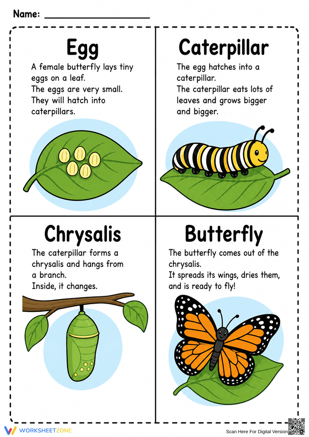 Butterfly Life Cycle Worksheet | Essential Grade K-2 Science - Page 1
