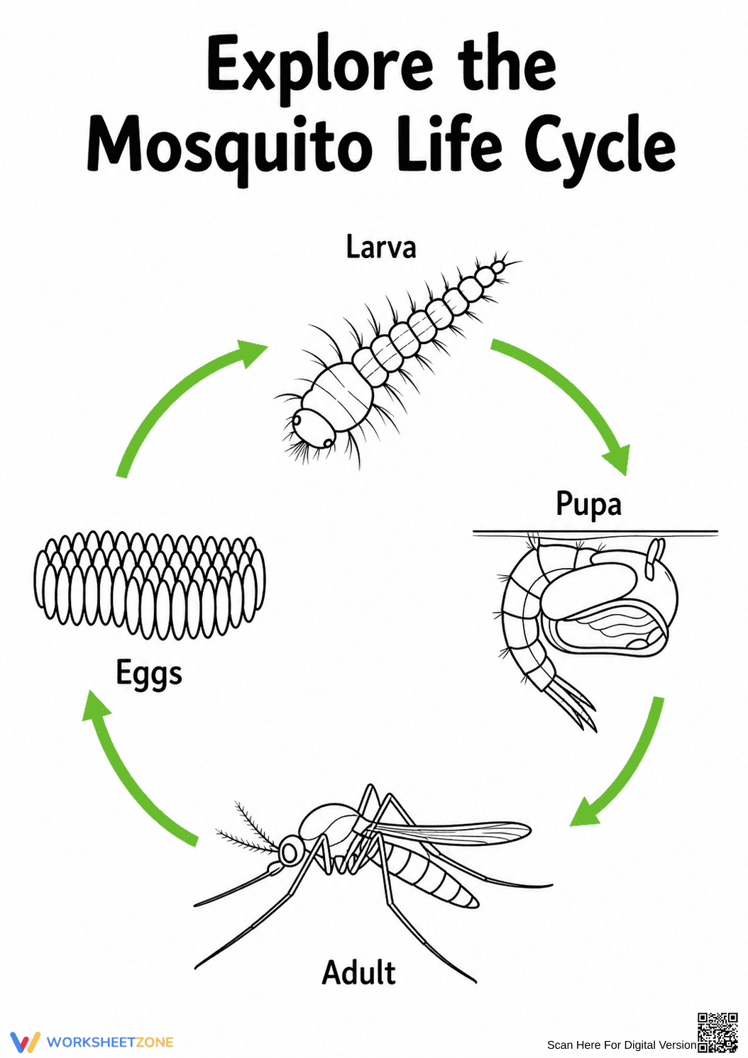 Grade 6 Mosquito Life Cycle — Printable No-Prep Worksheet - Page 1