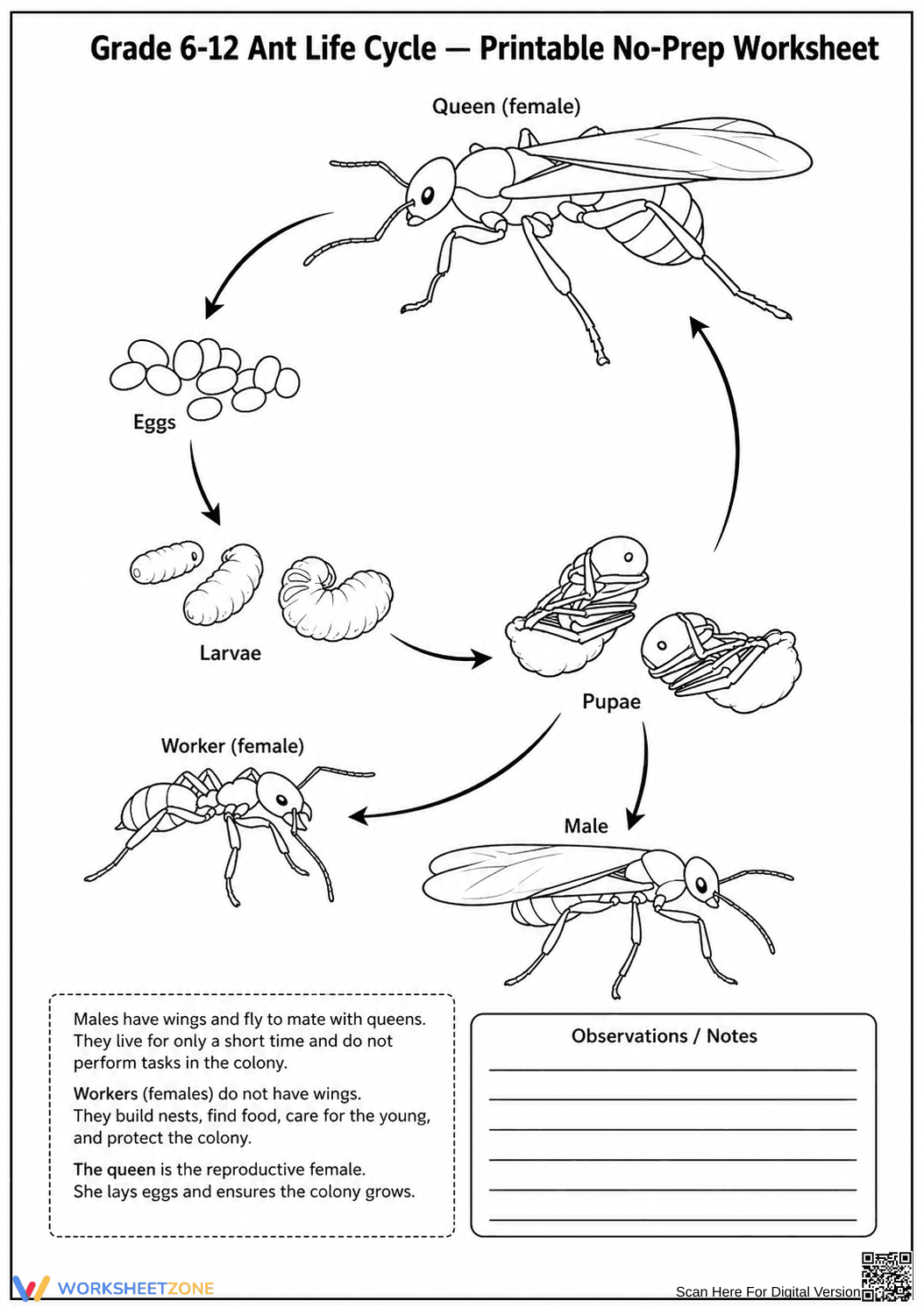 Ant Life Cycle Printable Worksheet | Grade 6-12 Biology - Page 1