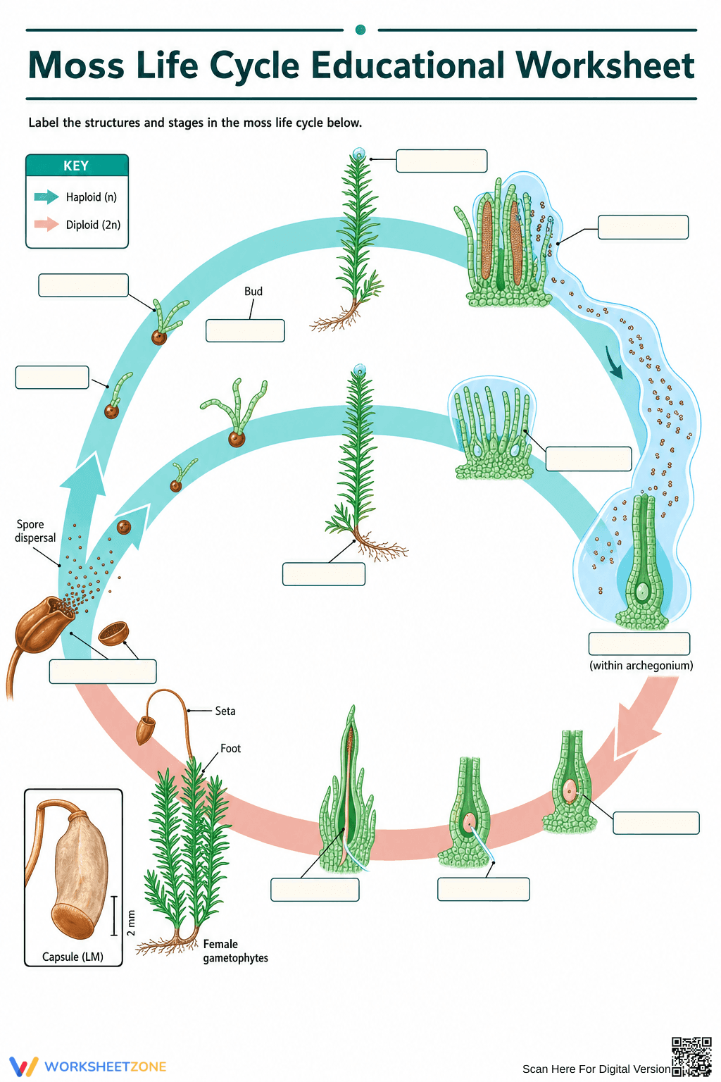 Grade 9 Moss Life Cycle — Printable No-Prep Worksheet - Page 1