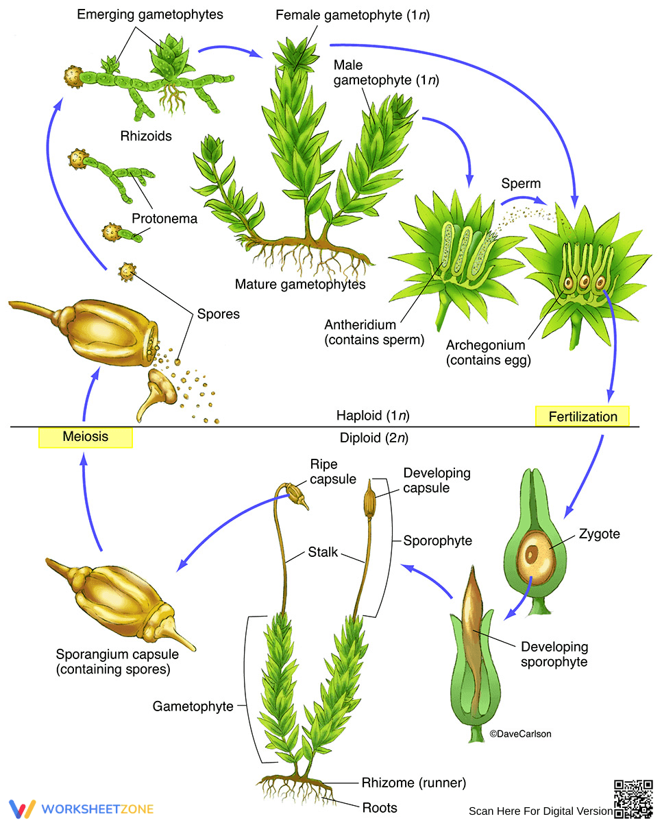 Moss Life Cycle Wheel Worksheet - Page 1
