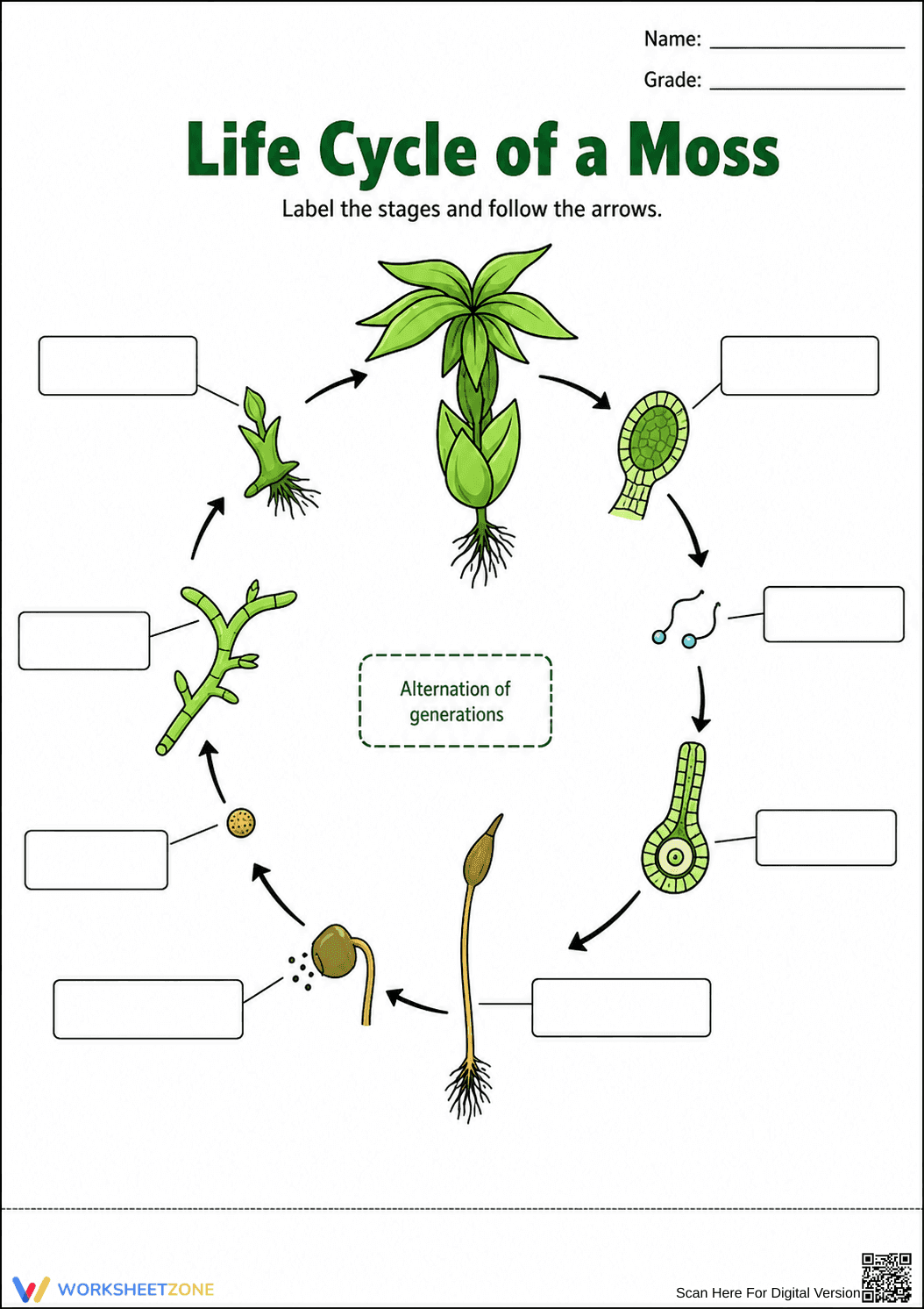 Essential Moss Life Cycle Worksheet | Grade 7 Science - Page 1