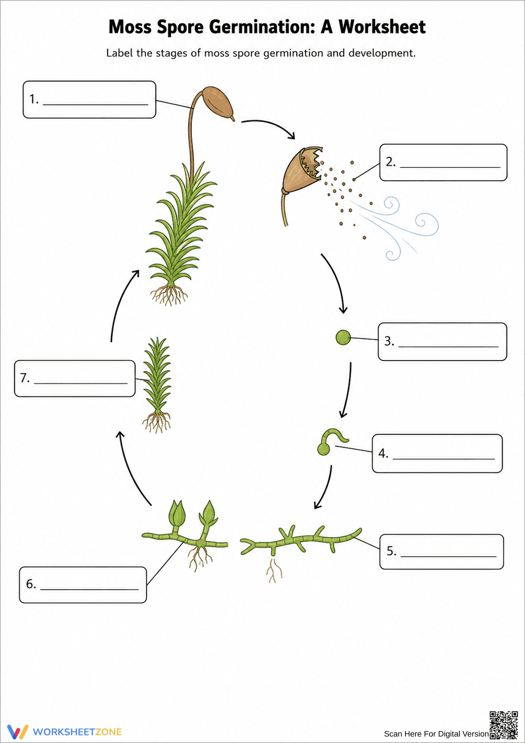 Grade 7 Moss Life Cycle — Printable No-Prep Worksheet - Page 1