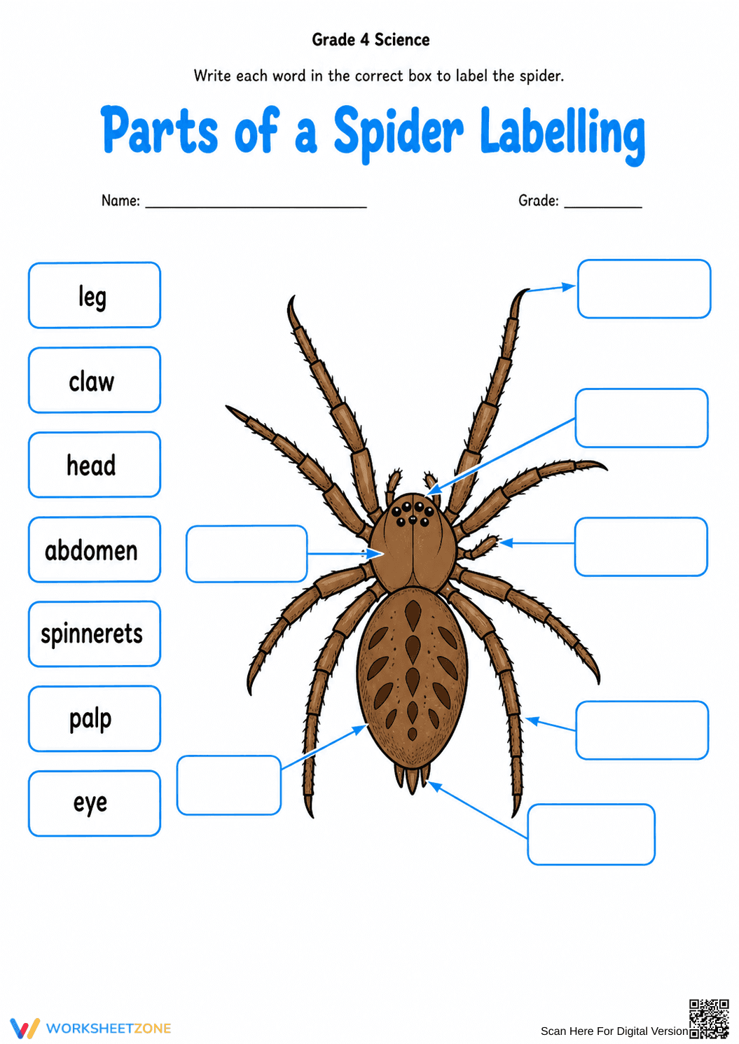 Grade 4 Spider Anatomy — Printable No-Prep Worksheet - Page 1