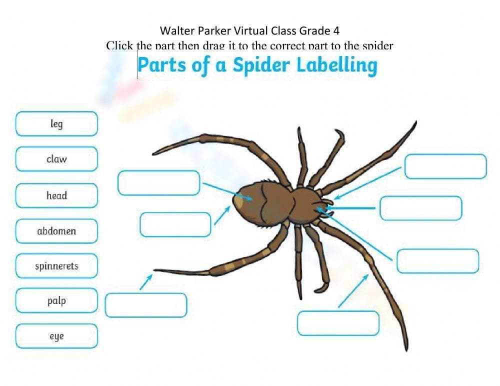 Labeling Spider Parts Worksheet - Page 1