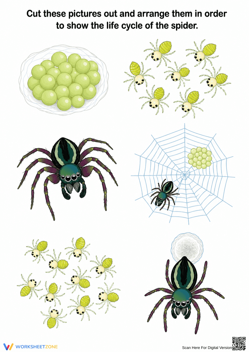Spider Life Cycle Worksheet | Grade 1 Printable - Page 1