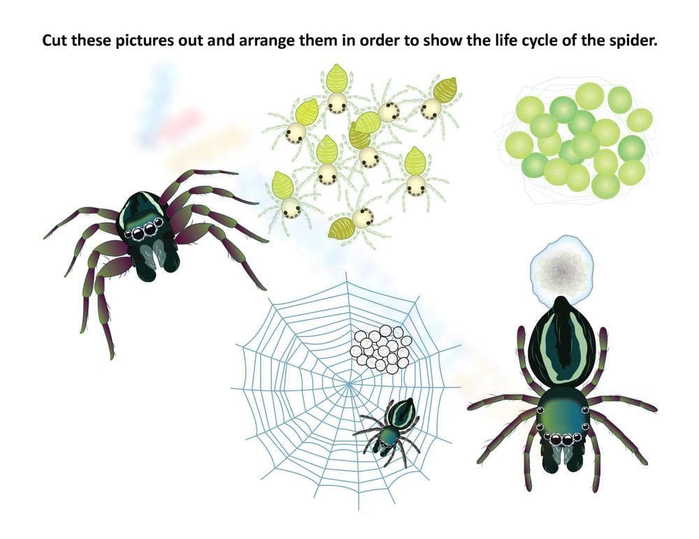 Spider Life Cycle: Cut and Paste - Page 1