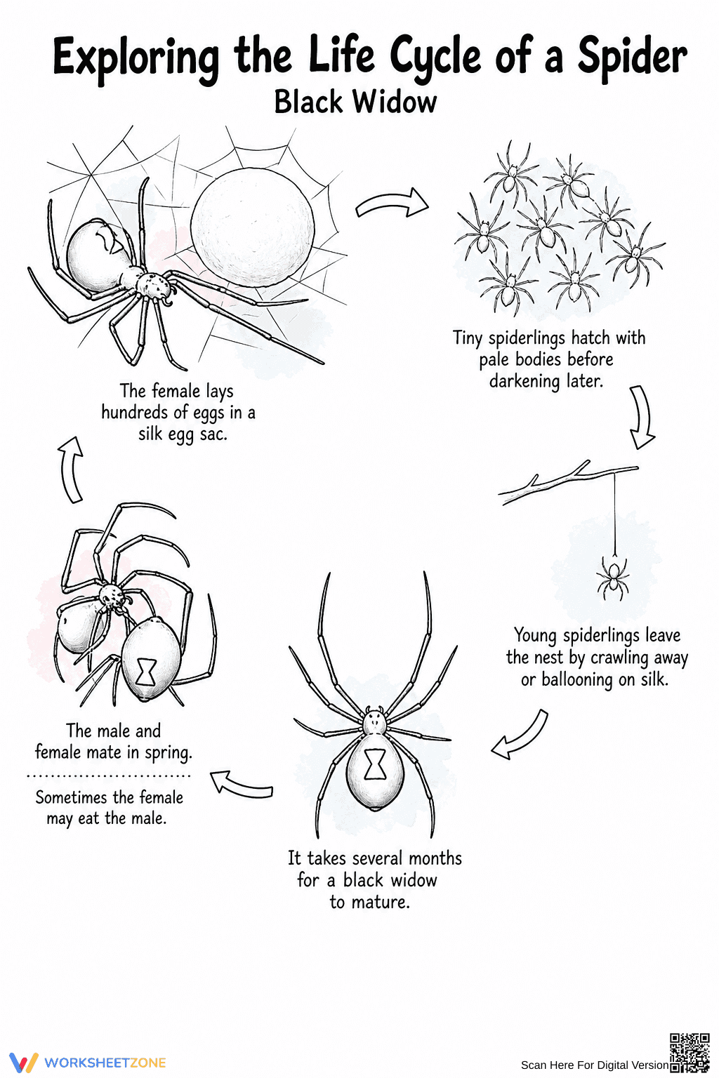 Essential Spider Life Cycle Worksheet | Grade 6 Science - Page 1
