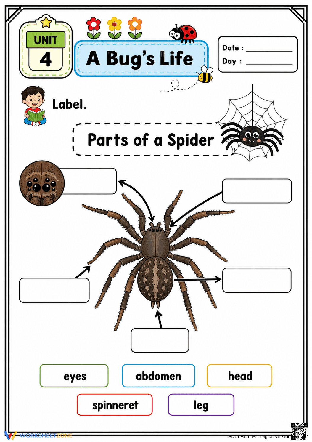 Spider Anatomy Worksheet | Grade 4 Science Printable - Page 1