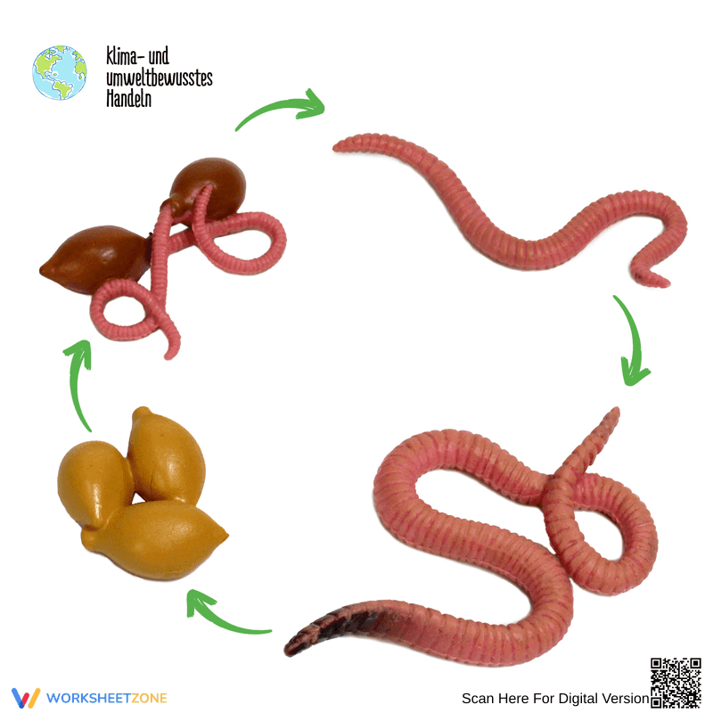 Label the Earthworm Anatomy - Page 1