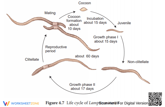 Earthworm Life Cycle: Explore Worms - Page 1