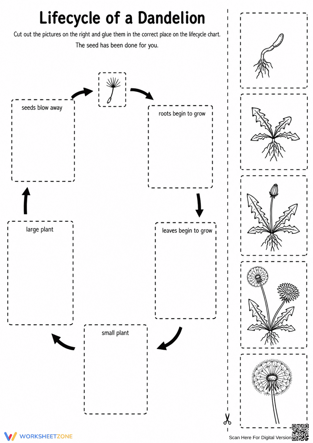 Dandelion Life Cycle Worksheet | Essential Grade 6 Science - Page 1