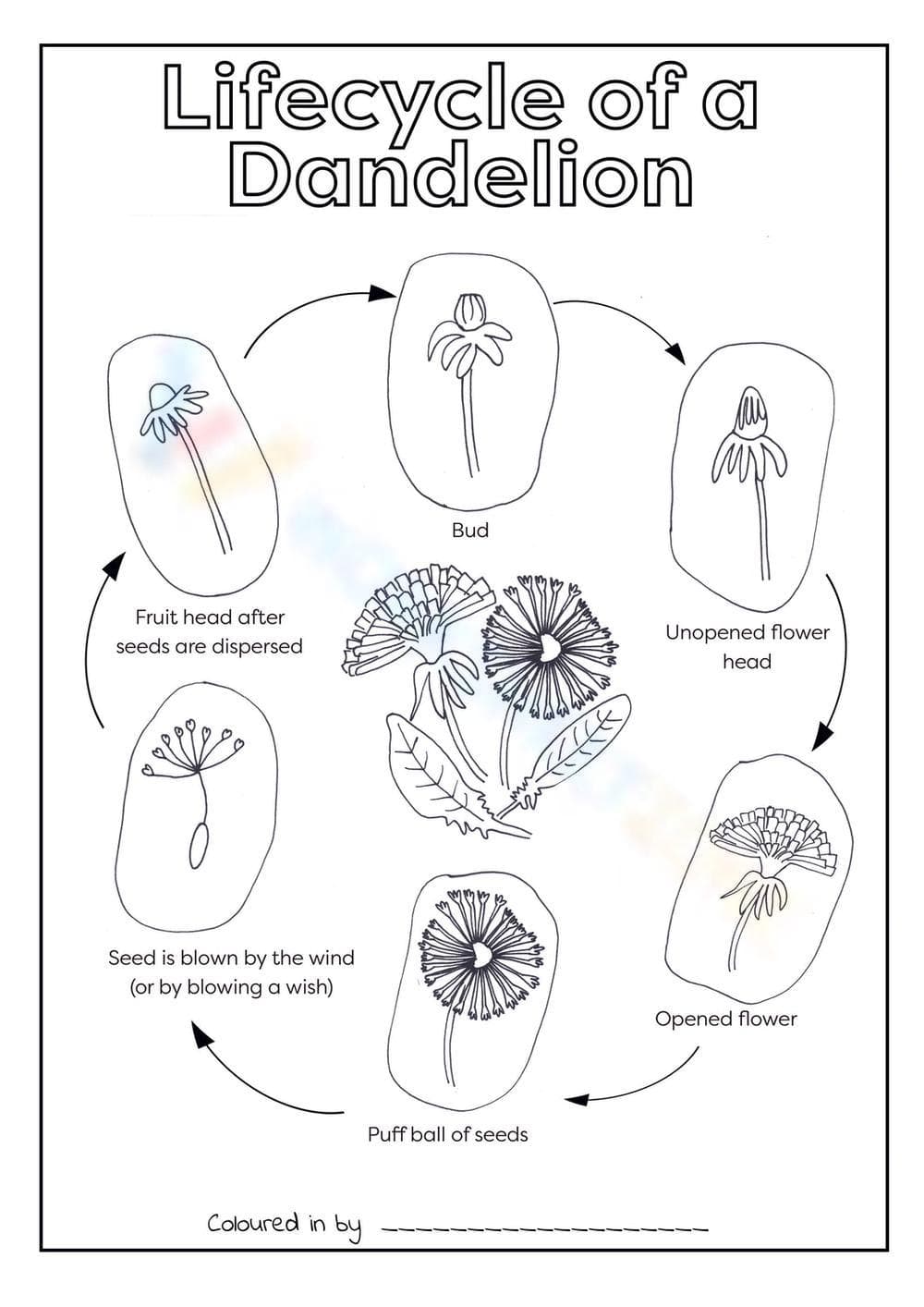 Dandelion Cycle Worksheet - Page 1
