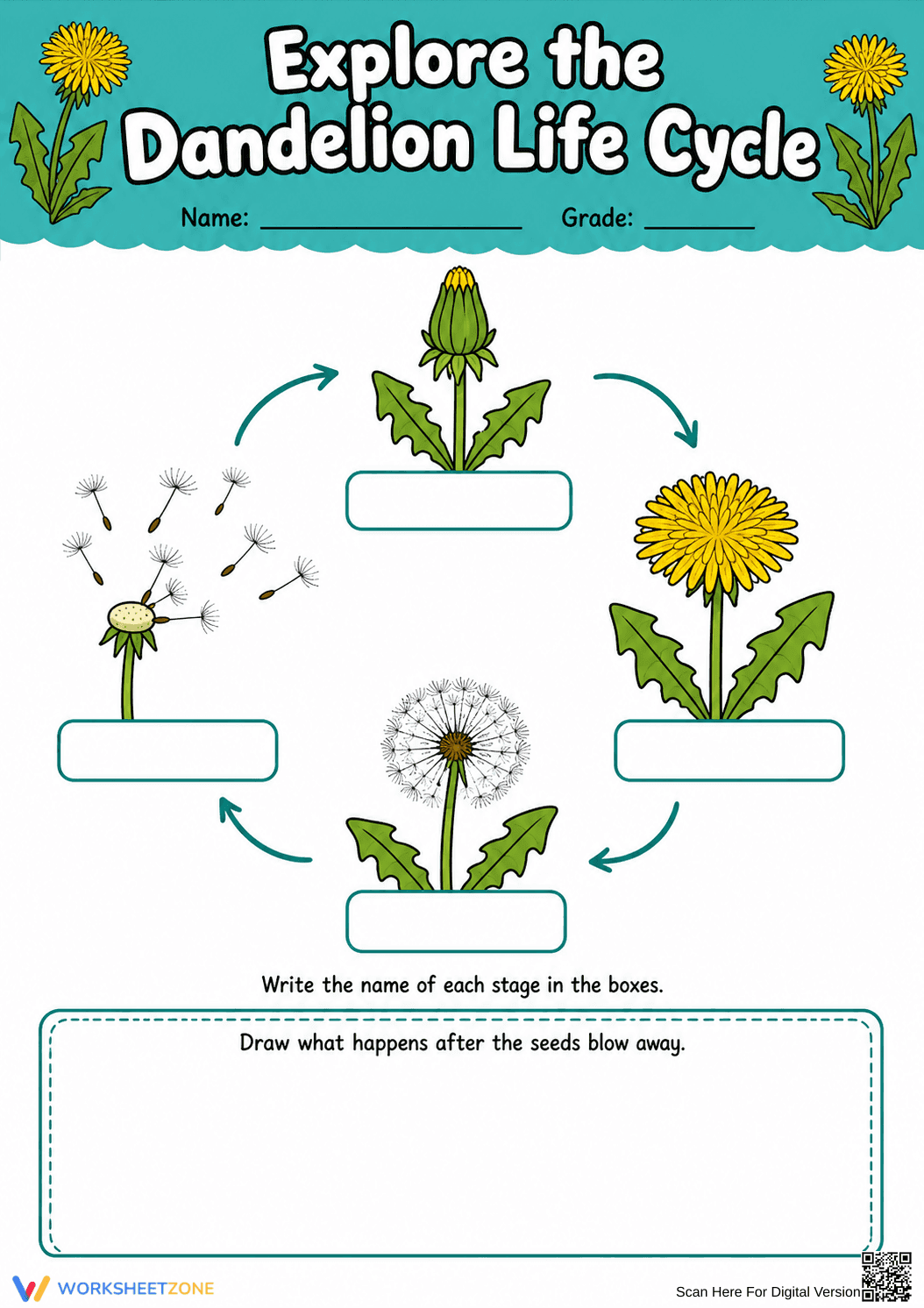 Dandelion Life Cycle Printable Worksheet | Grade 3 - Page 1